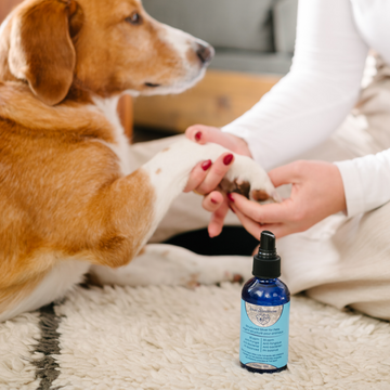 A watchful dog looks on as a person tenderly holds its paw, demonstrating the application process, with a Silver4Wellness spray bottle prominently placed on a soft, textured rug in the foreground.