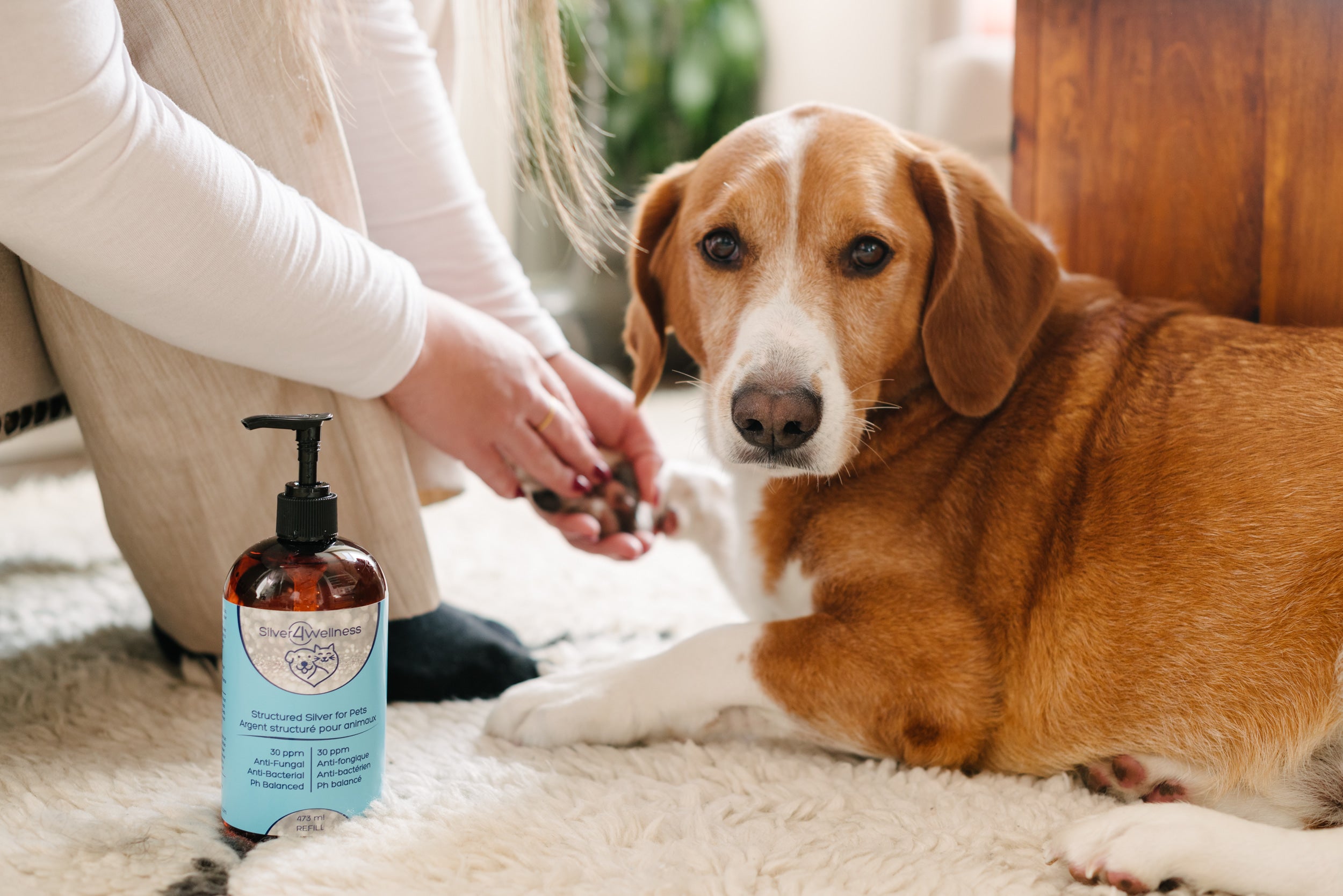 A Silver4Wellness refill-sized bottle with pump sits in the foreground, labeled 'Structured Silver for pets'. In the background, a person gently holds the paw of a calm, attentive brown dog, ready for its wellness treatment.