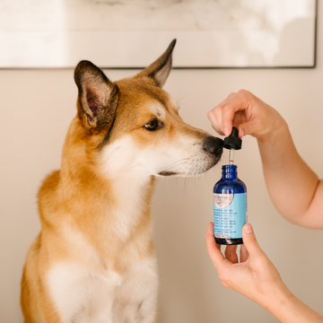 A curious tan and white dog sniffs a Silver4Wellness bottle held by a person's hand, showcasing the product's structured silver for pets.