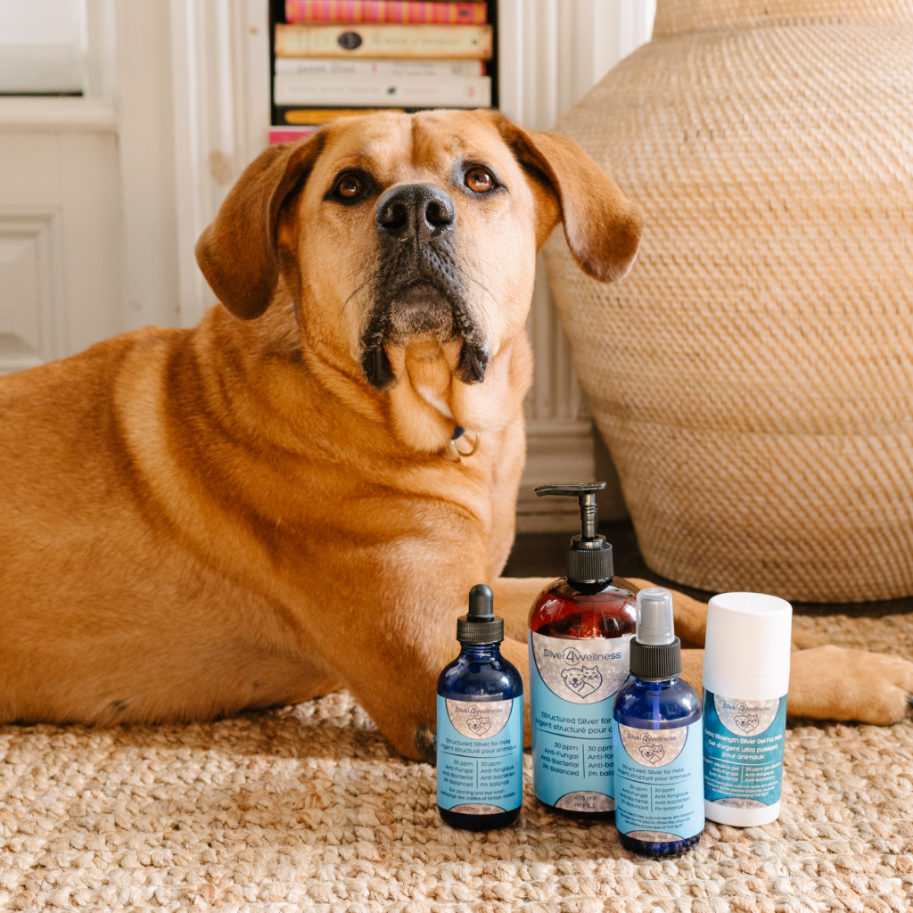 A serene dog comfortably rests beside a neatly arranged collection of Silver4Wellness products, highlighting the complete range available for pet wellness.